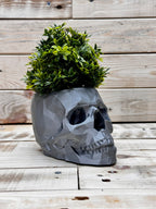 Skull Planter – Edgy Indoor Pot for Succulents & Plants